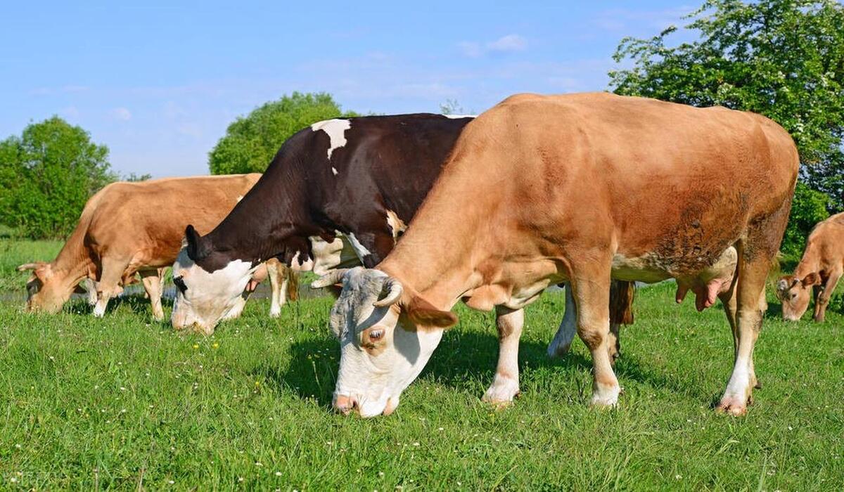 农村生态养殖新模式,互联网种植业引爆未来农业