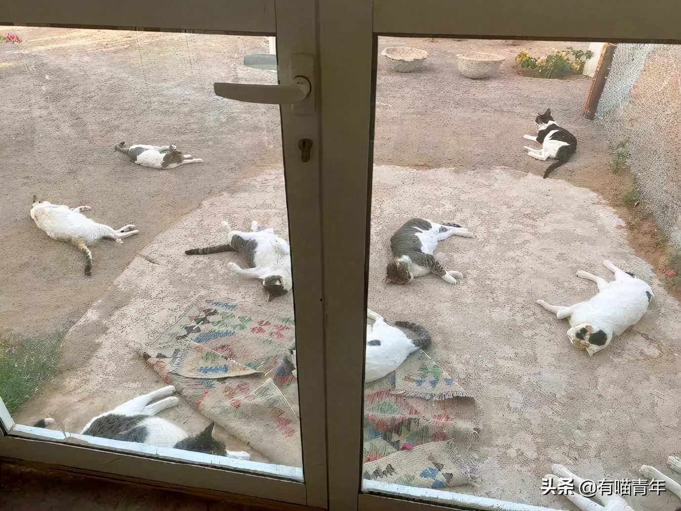 公鸡：他们在做啥午餐？猫：你老婆炖土豆