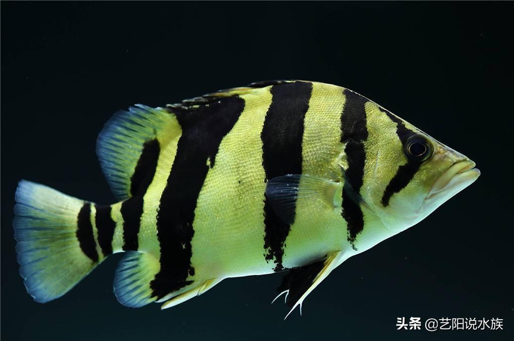 泰国虎鱼和泰北虎鱼哪个好养,泰虎和虎鱼哪个好