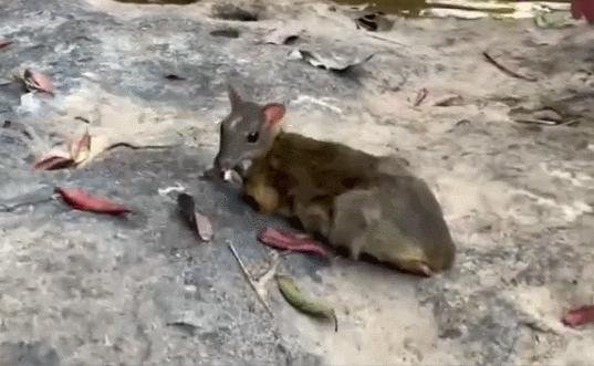 小鼷鹿：比兔子还小，下了水就不会动，云南为它修建专用大桥