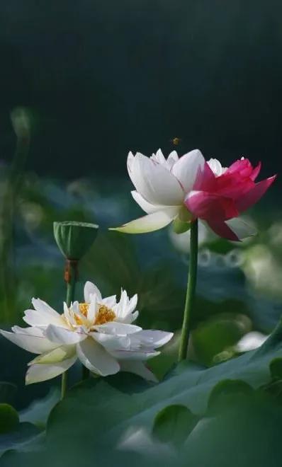 漂亮美丽的荷花壁纸,雨中荷花壁纸荣盛城