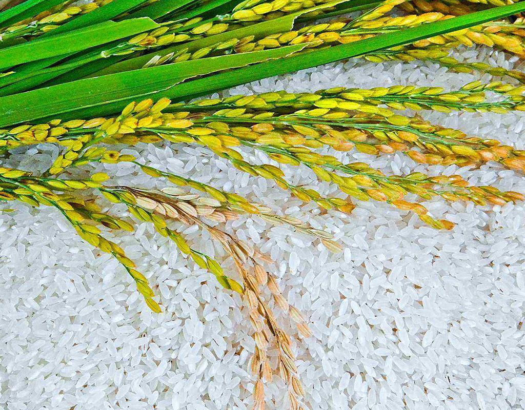 如何减少五常大米造假现象,怎么辨别是真的假的五常大米