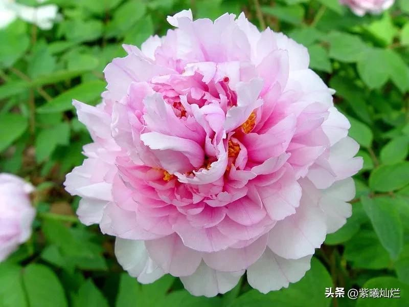 花王牡丹品鉴,花王草木清香