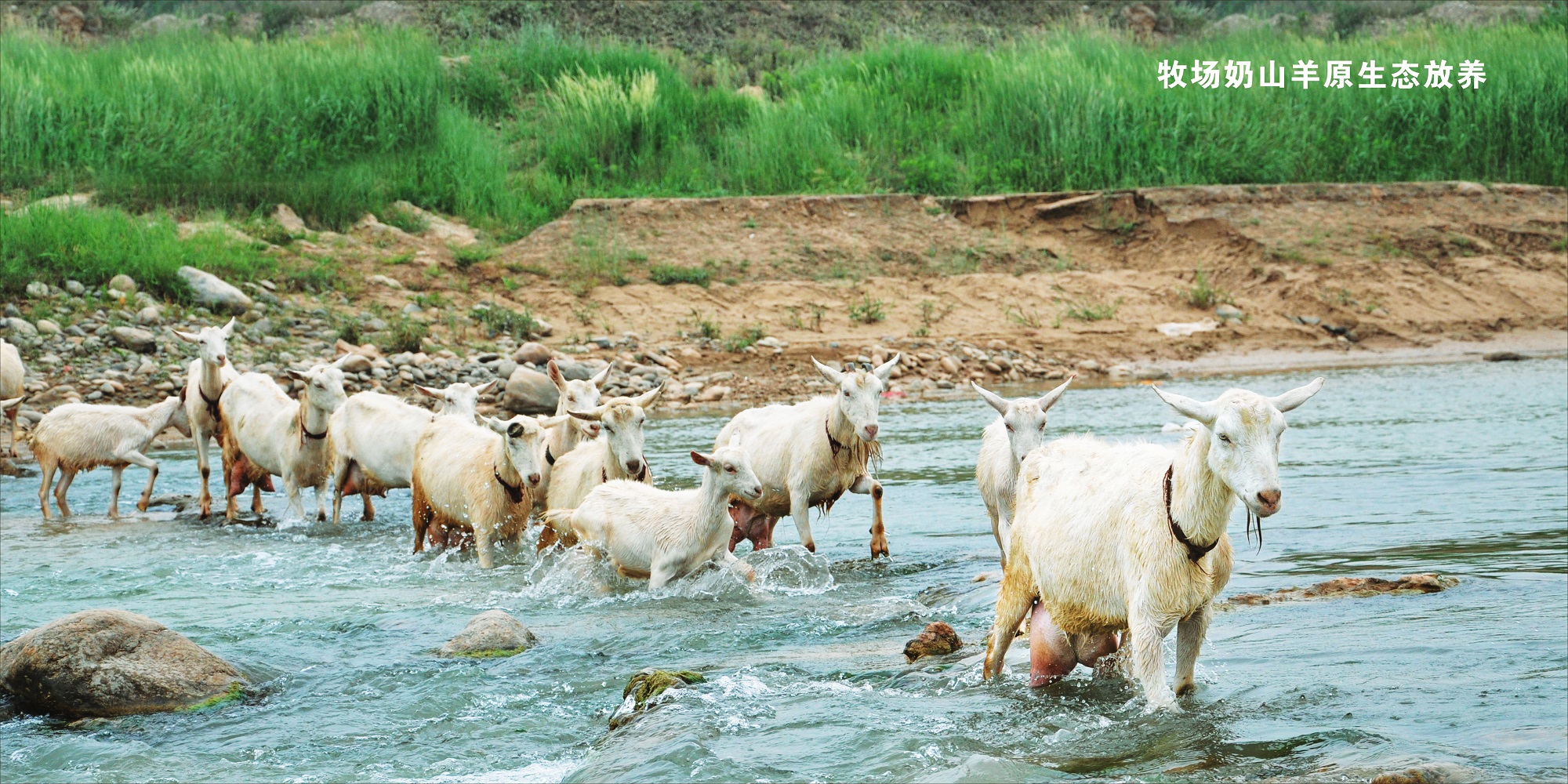 珍纽倍羊奶粉怎样,珍纽倍婴儿羊奶粉排行榜10强
