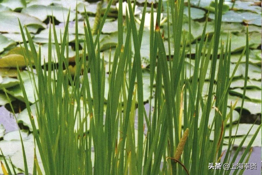 端午节五瑞之首,天中五瑞指是什么
