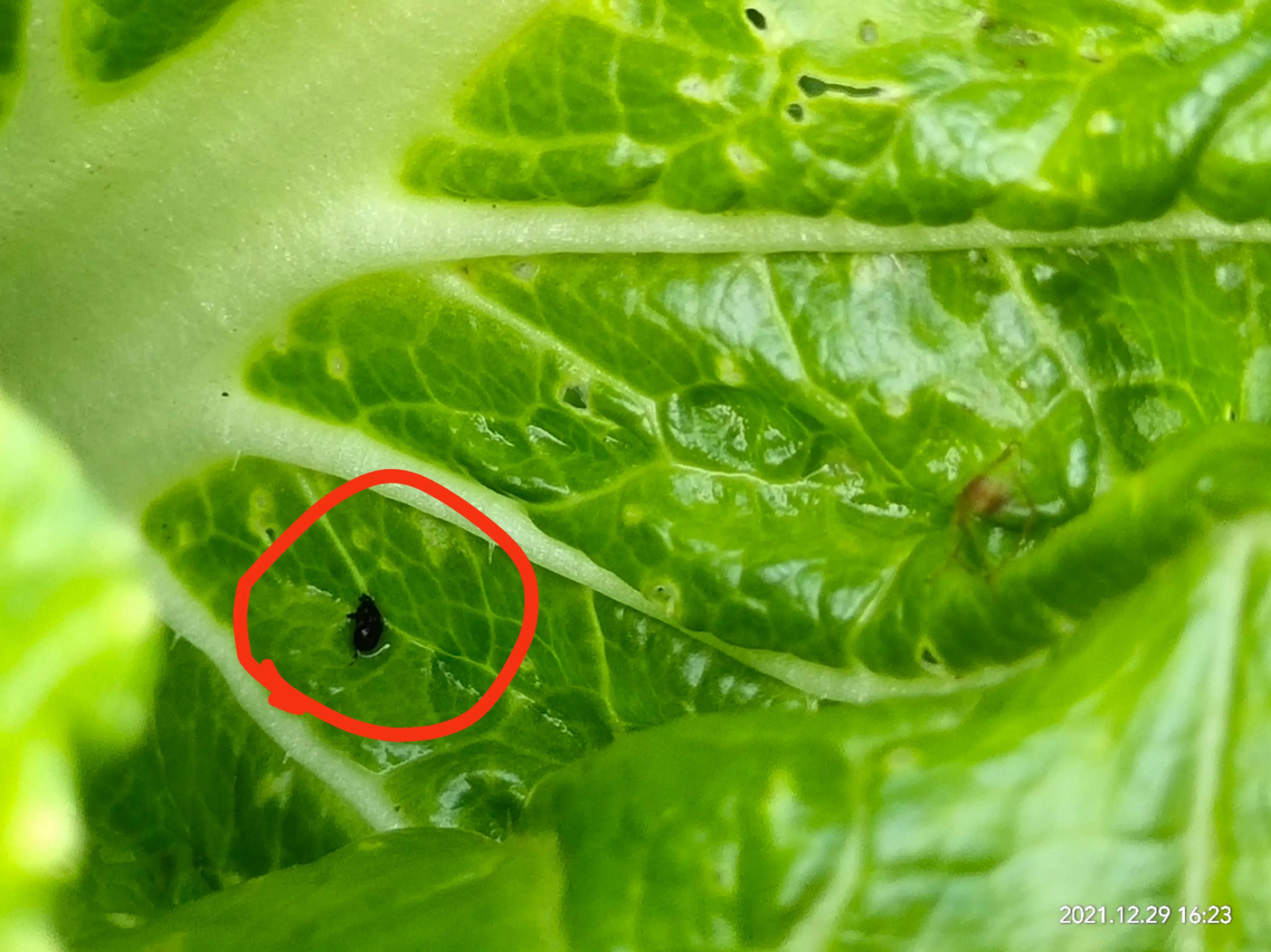 菜叶上的跳甲虫买什么药,蔬菜跳甲虫怎么去除最快方法