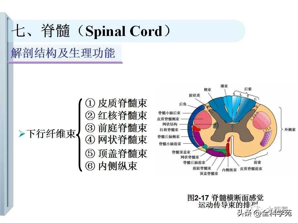 神经系统的影像与解剖定位,最全神经解剖图
