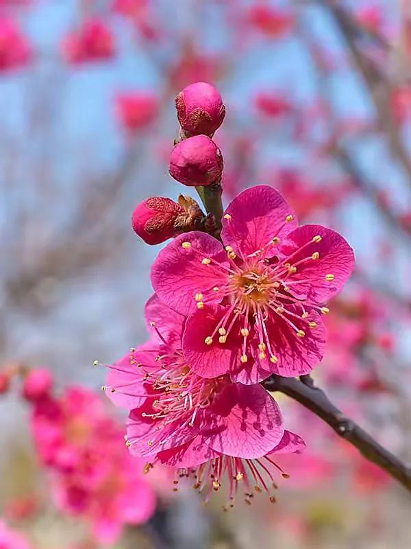 梅花香自苦寒来七绝诗句,梅花香自苦寒来全诗句及赏析