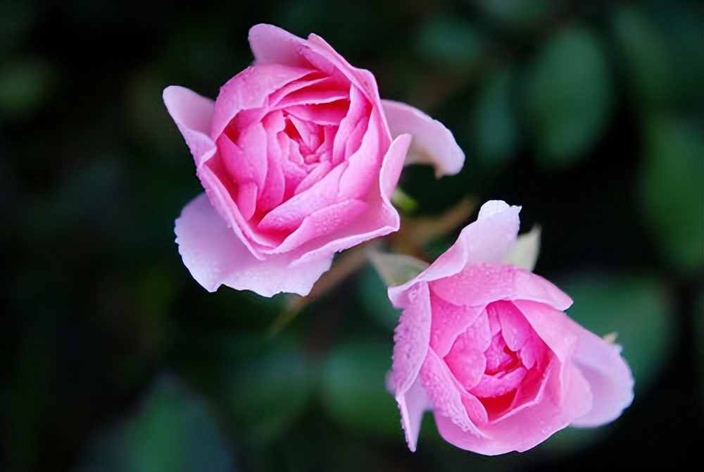 夫妻相克的人的五种表现,夫妻不合的六个征兆