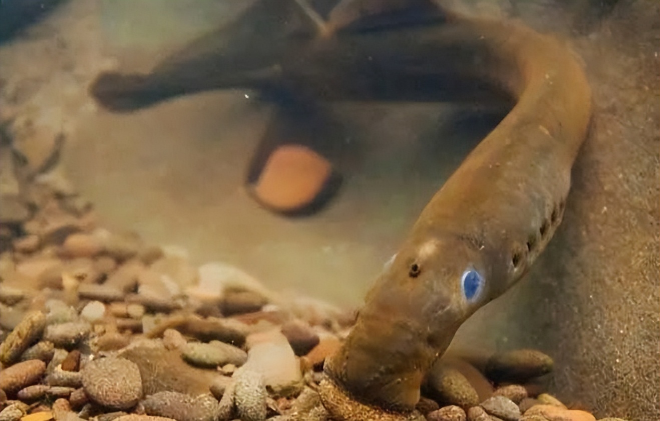 食人鱼都伤害过哪种鱼,比较凶猛的食人鱼有哪些