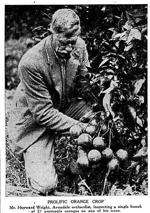 新西兰弄走了湖北猕猴桃，还让中国人付版权费？