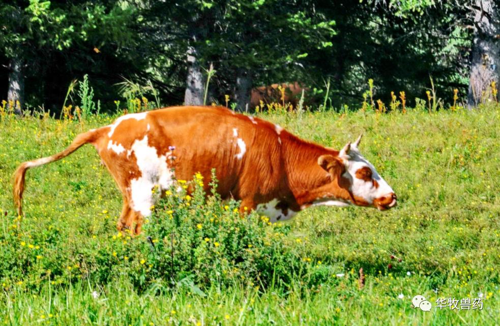 牛苦胆为什么会治便秘,牛便秘最快通便方法