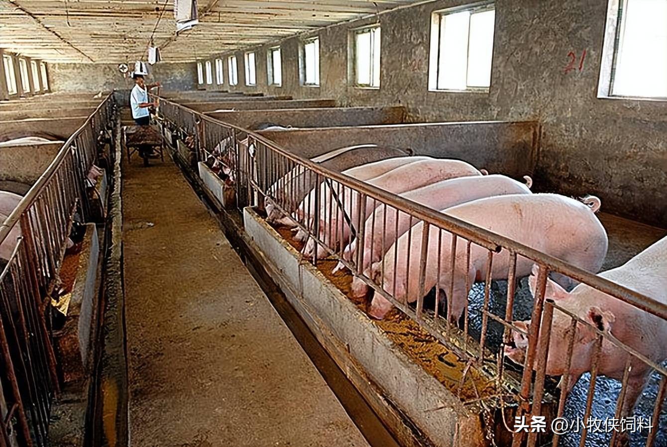 猪痢疾的症状打什么针,猪痢疾在临床上的特征是什么