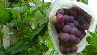 葡萄套袋做法,葡萄套袋价格