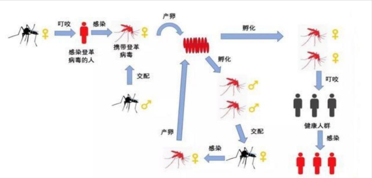 预防控制登革热最佳的措施是灭蚊,登革热的症状及预防措施
