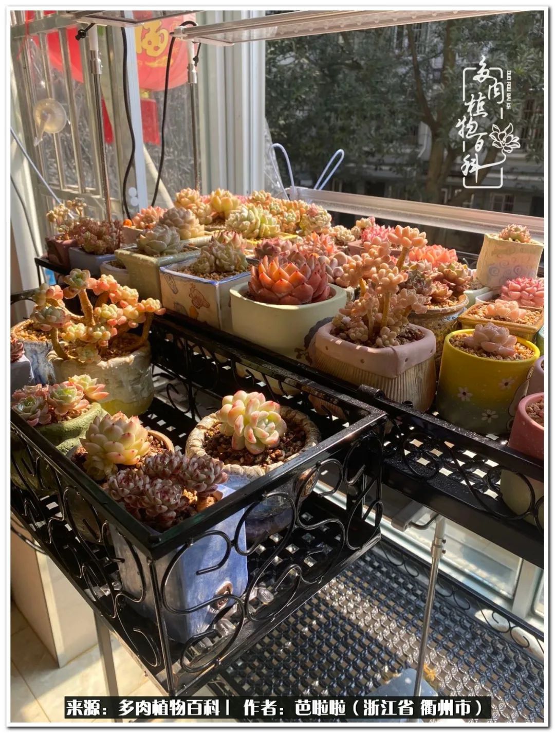 超级能治愈心情的多肉,治愈心灵的彩色植物