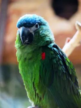 漂亮的金刚鹦鹉，精美的手机壁纸