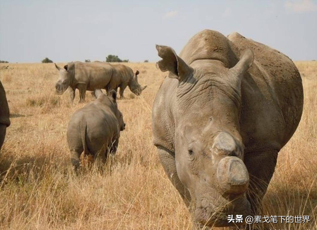 收入水平影响犀牛角消费偏好:野生与半野生犀牛角更受青睐