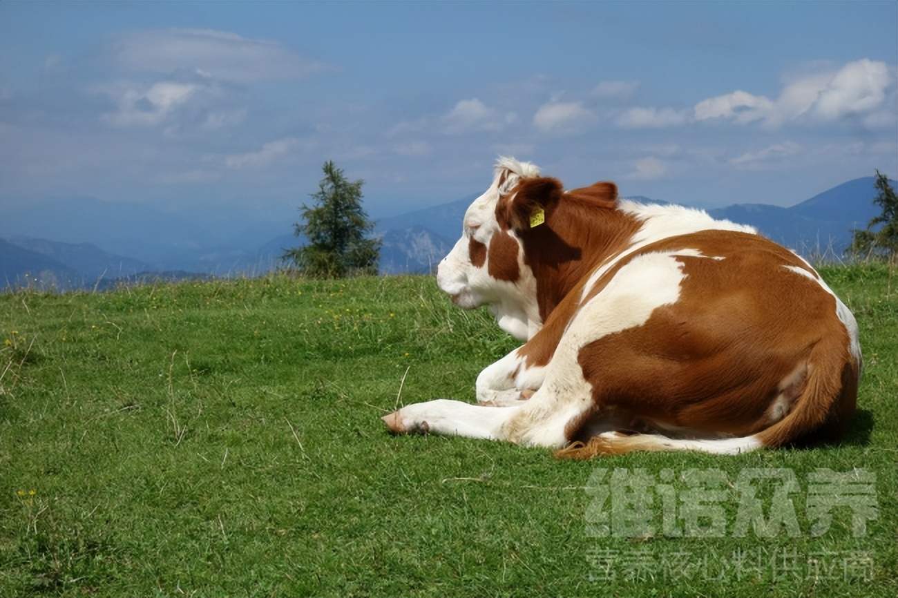母牛养殖技术和方法完整版,散养育肥母牛最好的养殖方法