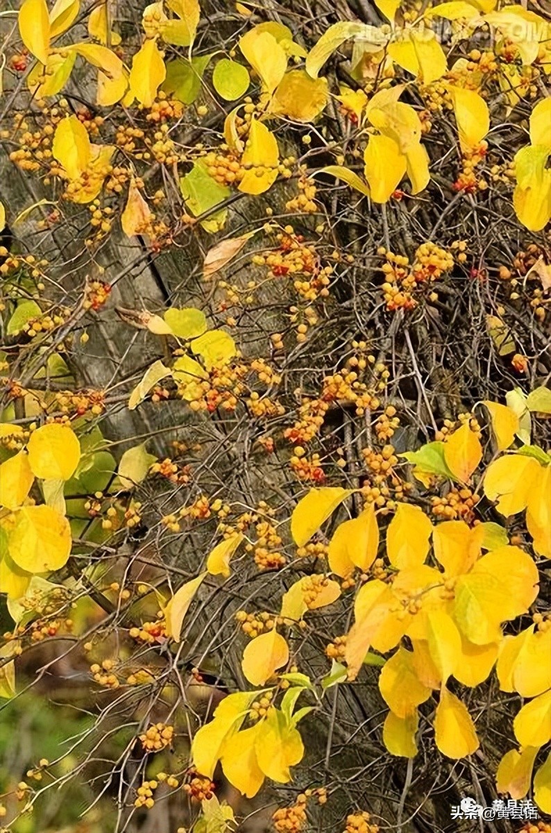 南蛇藤有几个品种图片,南蛇藤是干花吗