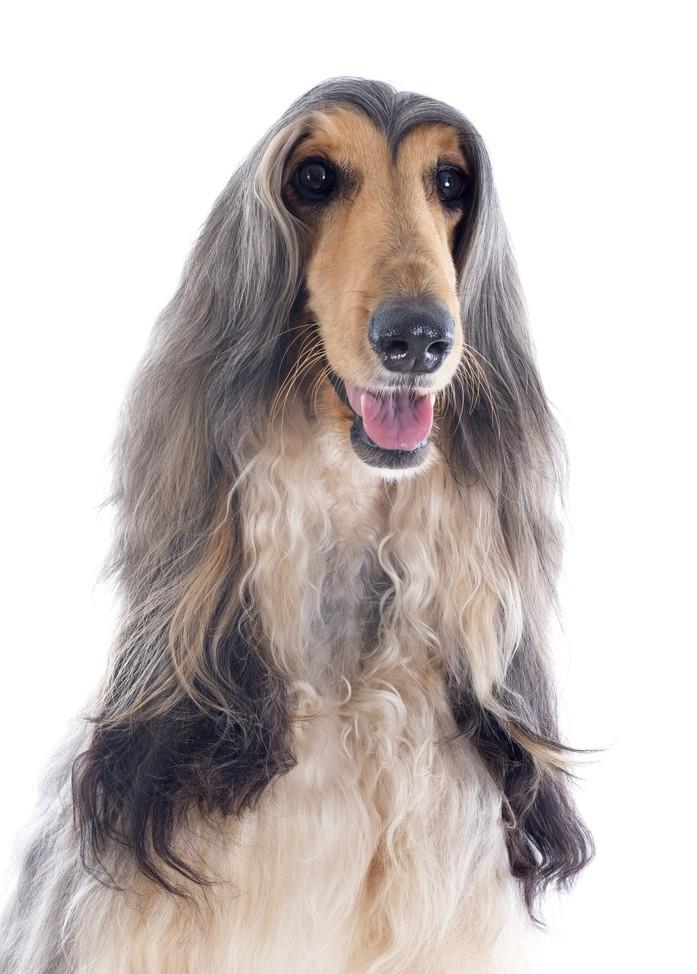 阿富汗犬很难驯服,阿富汗犬在中国可以养吗