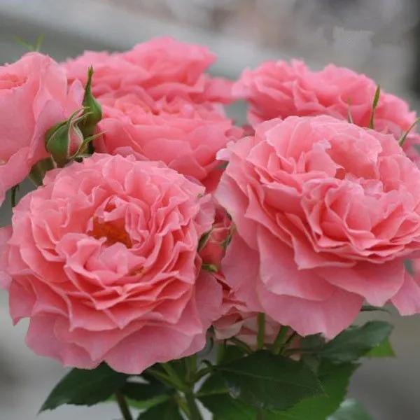 男子赌博输掉了全部的资产,男子因赌博输了家产