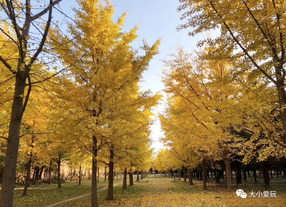 京城赏秋打卡胜地,北京赏秋小众景区
