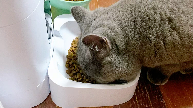 蓝猫是怎样保护主人的,蓝猫是不是不能常常摸