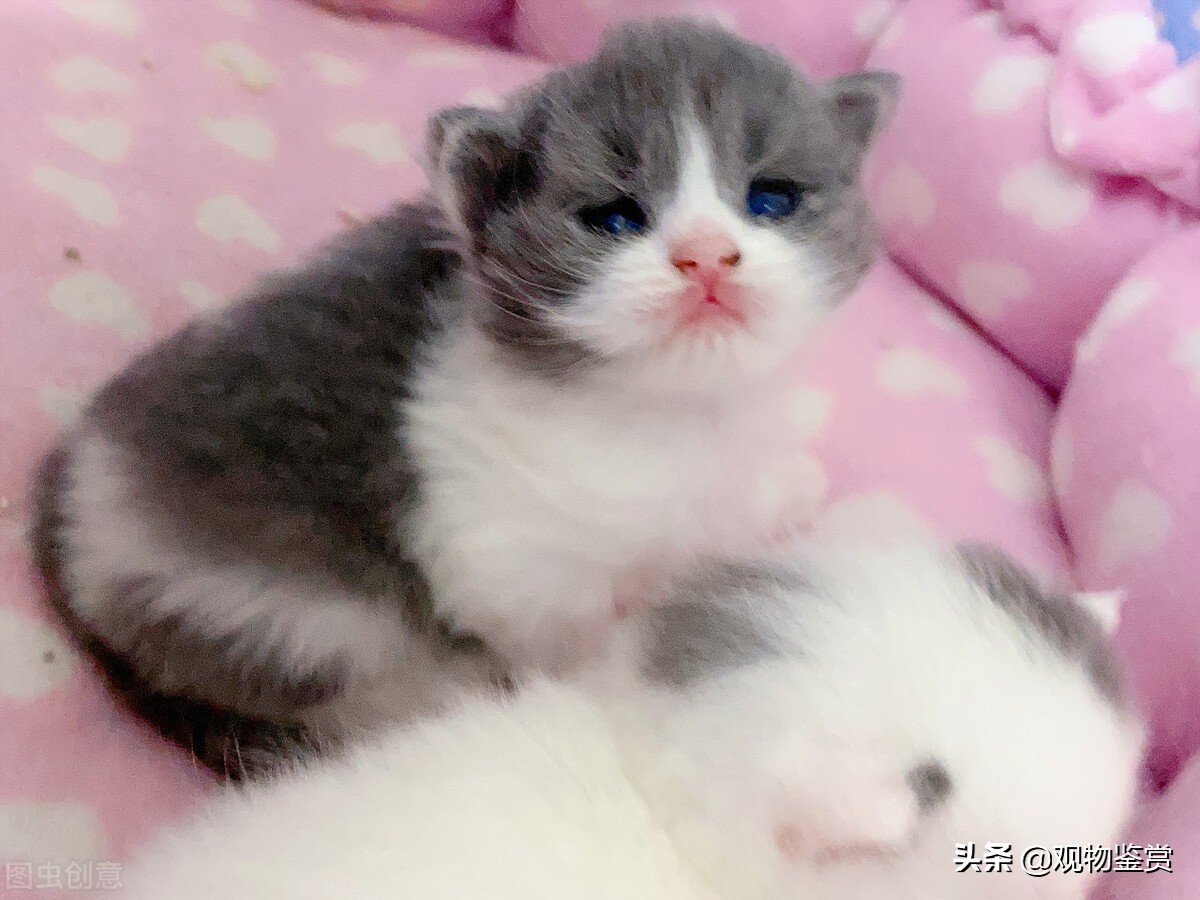 小奶猫忽然不行了是什么病,喂养小奶猫有哪些注意事项