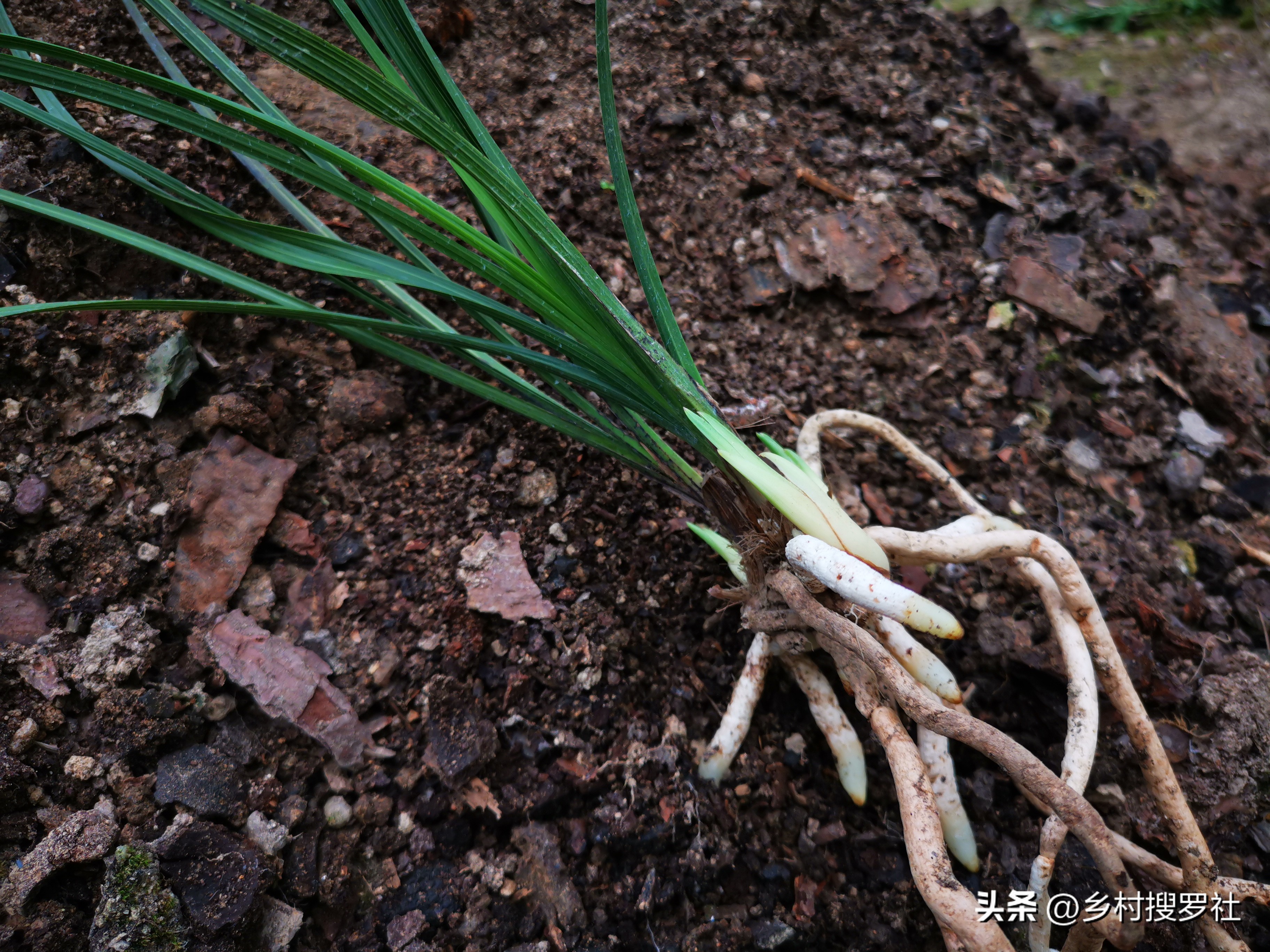 兰花没叶子了根能培出芽吗,兰花种植时候无根的需要去除吗