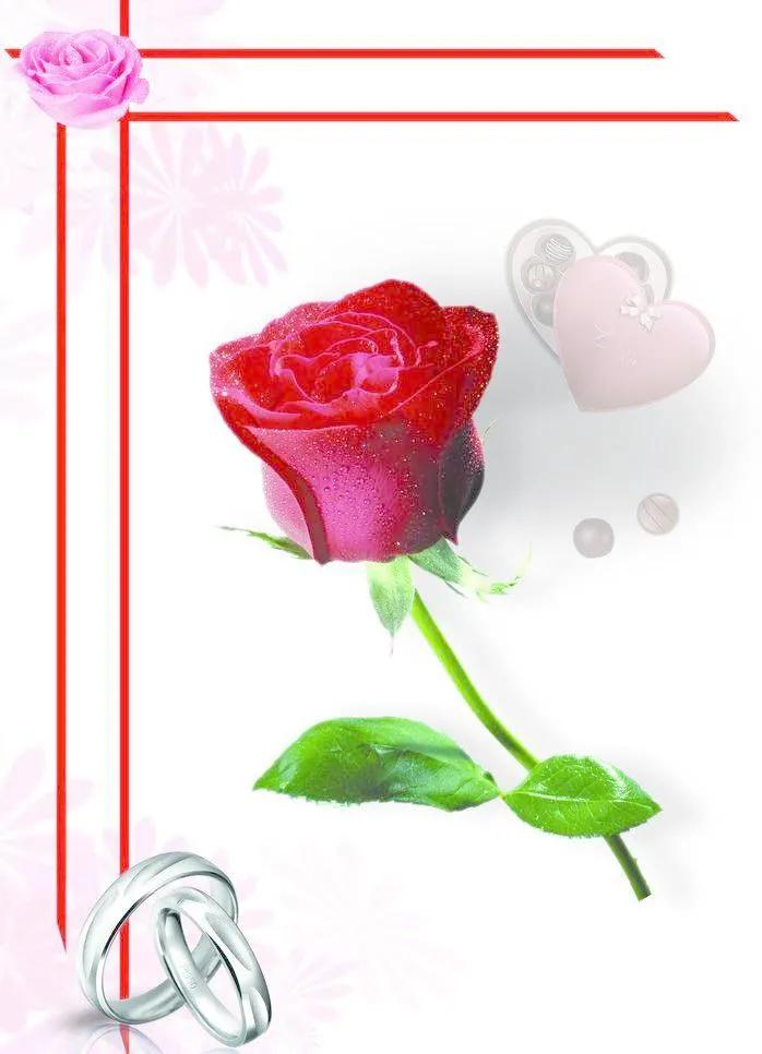 520浪漫玫瑰花壁纸,红玫瑰花壁纸大图