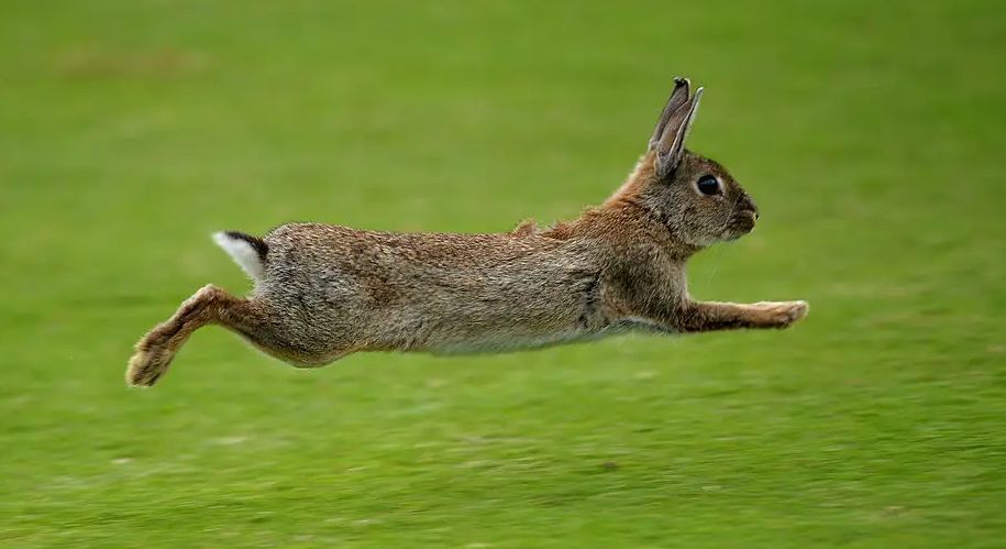 兔肉为什么没能成为主要肉食,吃草为何可以长肉