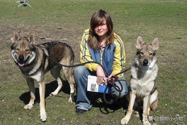 捷克狼犬超帅的照片,捷克狼犬是真的帅