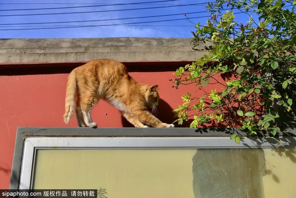 北京故宫的猫为什么叫御猫,故宫最萌的猫是什么猫
