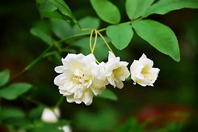 荼蘼花观赏特性,荼蘼花红色重瓣