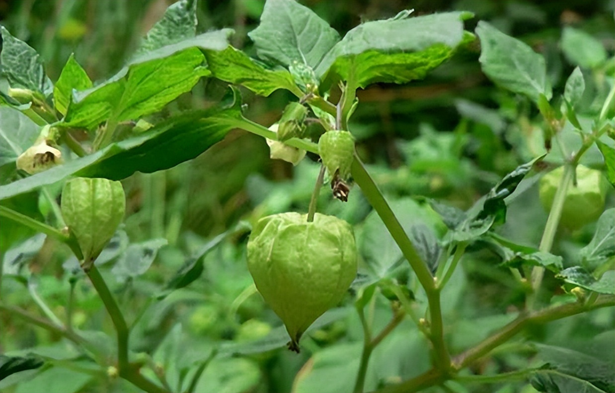 类似灯笼果的植物果实,灯笼果是什么水果品种