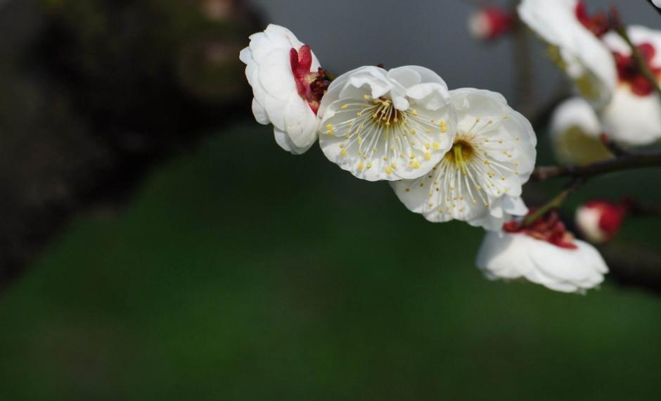 70首诗里关于咏梅的诗词,关于梅花经典咏梅古诗10首