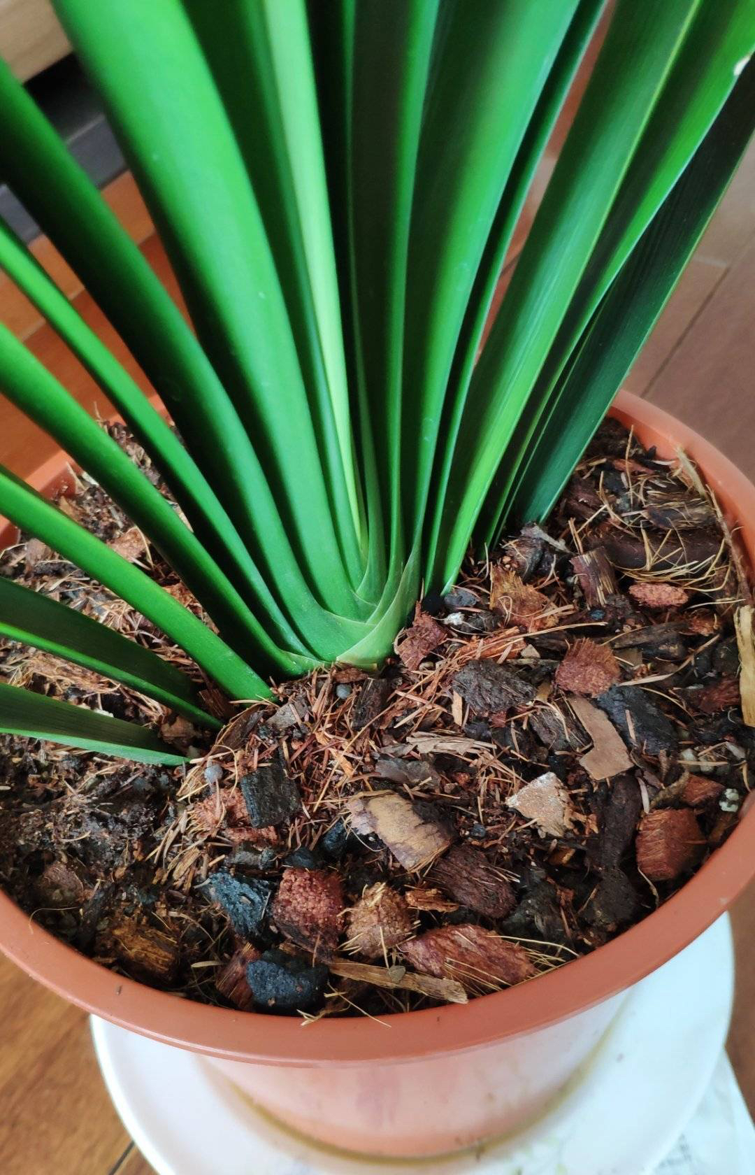 春天养君子兰，做好“4件事”，多长新叶子，花期满盆冒花箭