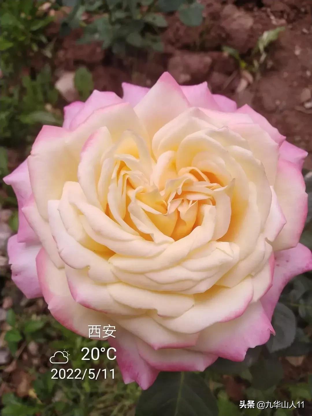 20cm大花重瓣月季品种,黄颜色大花月季是什么品种