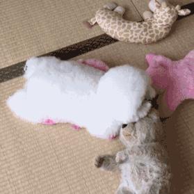 养狗首选这6种品种,养狗首选这8种猫不仅便宜还好养