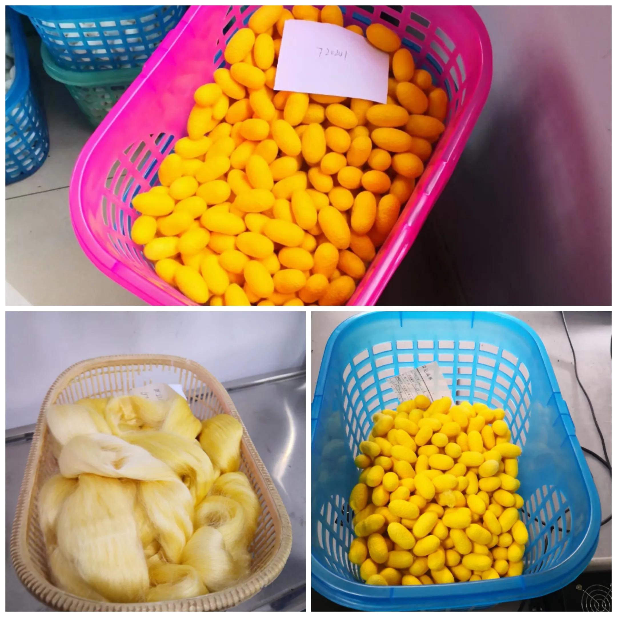 金蚕金丝,金丝蚕和白丝