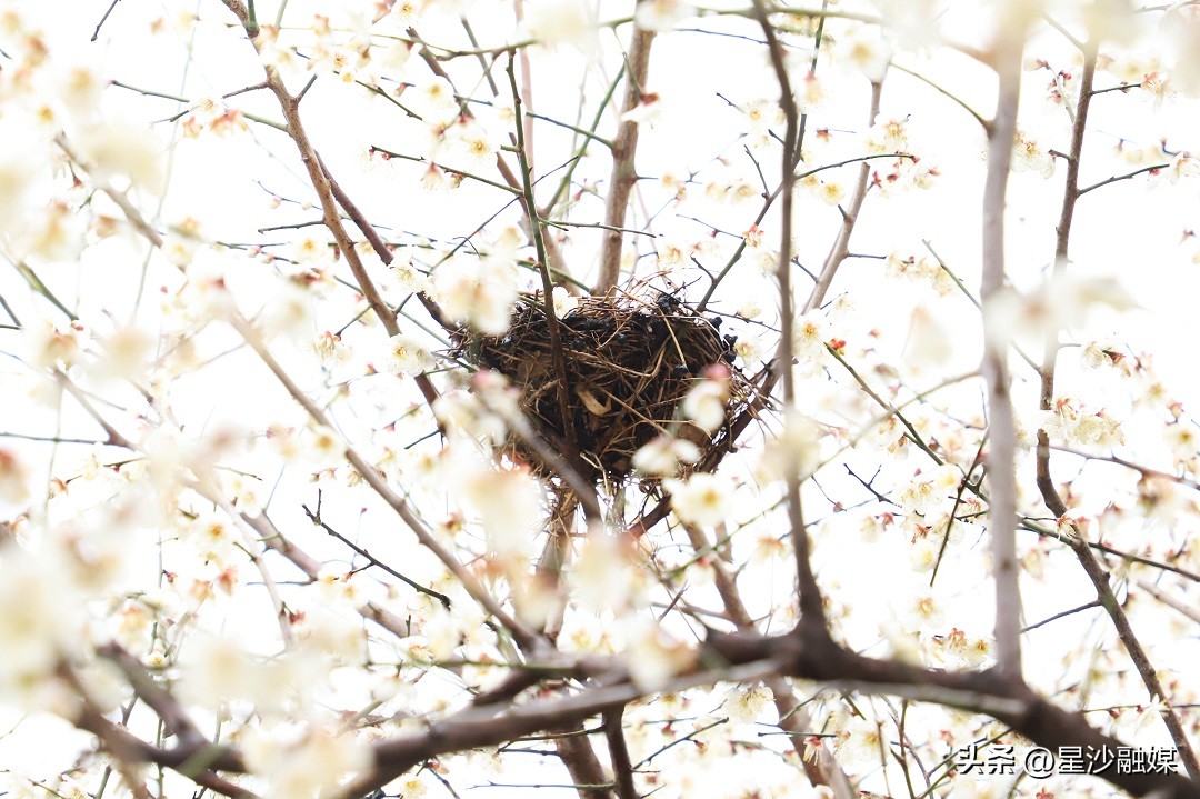 长沙春天赏花的地方有哪些,长沙春天哪里看花海