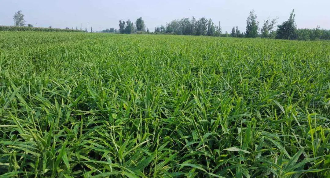 家备生姜,小病不慌,什么意思呢?一起来听听呗