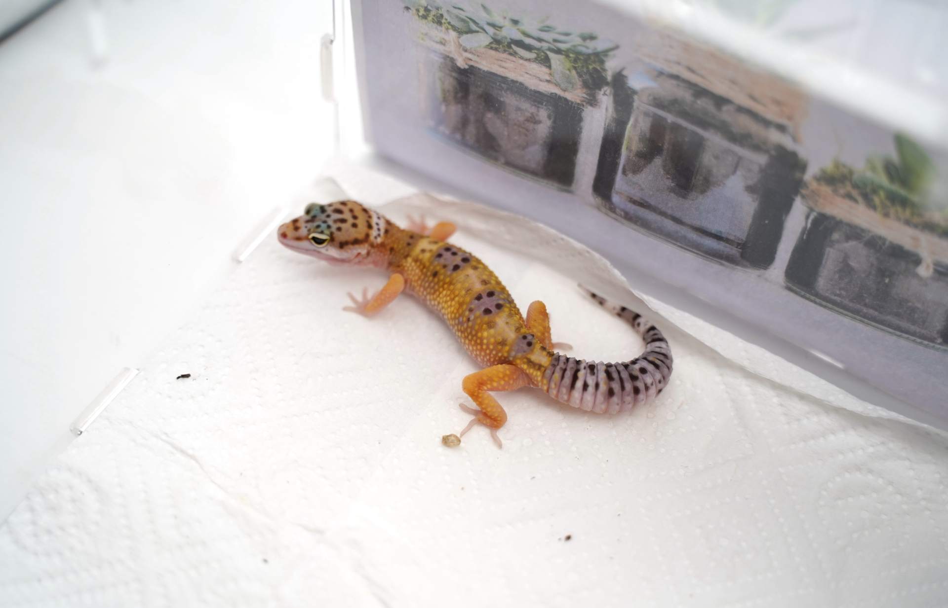 猫狗不停，除了猫狗，这些小可爱，你家的娃都养过了吗？