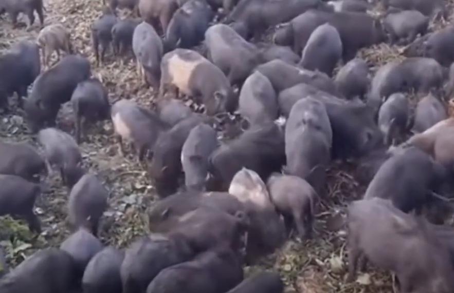 富家女下嫁农村小伙婚后生活,富家女子嫁给穷小子过苦日子