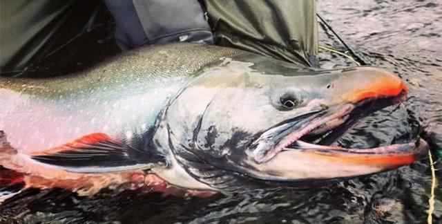 油鱼为什么吃了会漏油,油鱼吃多了有哪些危害