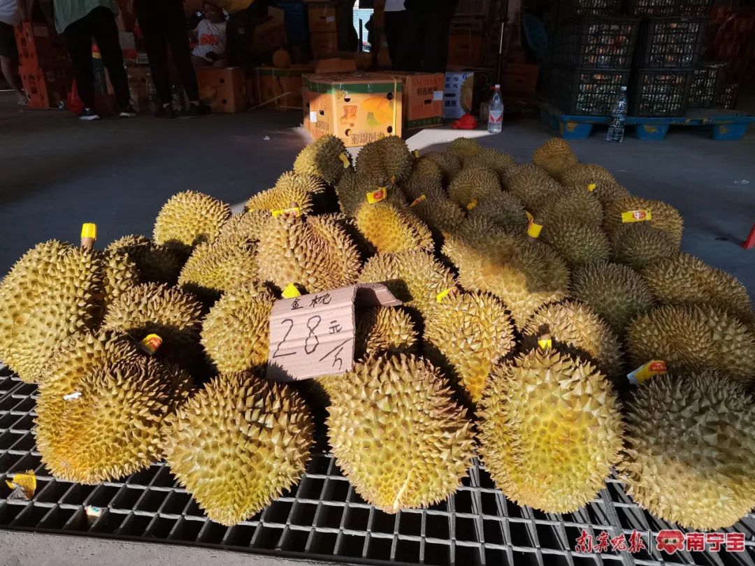 榴莲爱好者去果园,榴莲爱好者来打卡