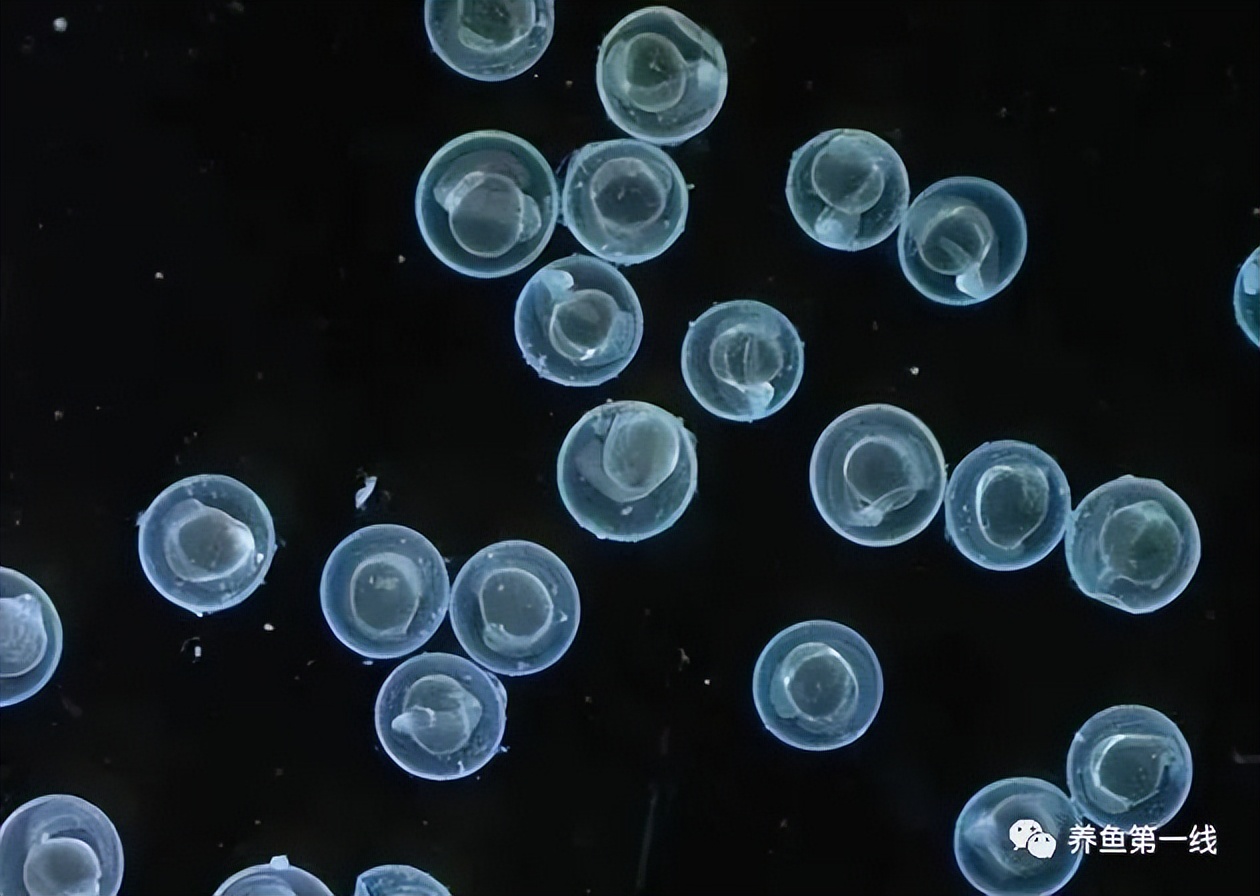 家鱼养殖如何投苗,养殖鱼技术和鱼苗