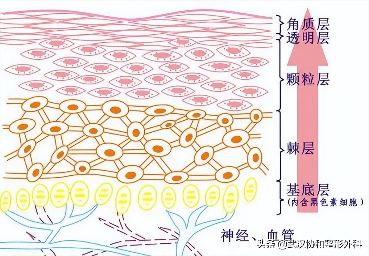 下巴反反复复有痘痘,脸上起痘痘反反复复