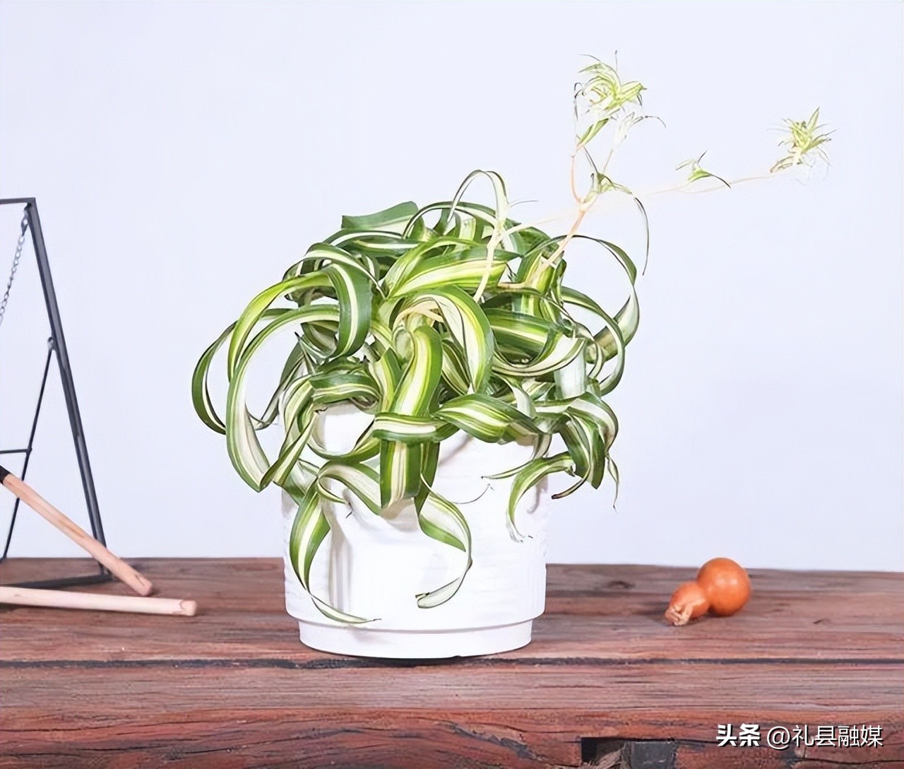 吊兰的品种与名称图片欣赏及介绍,吊兰有几种品种图片及名称介绍